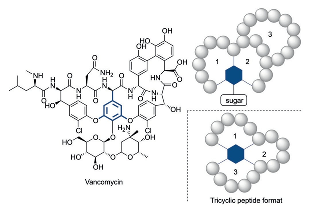 A look into the categories of peptides