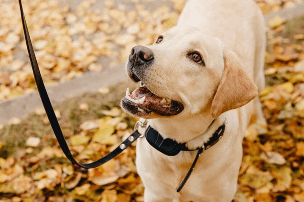 The Best Training Collars For Your Dog