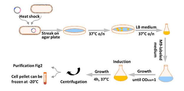 The production of recombinant proteins and their applications