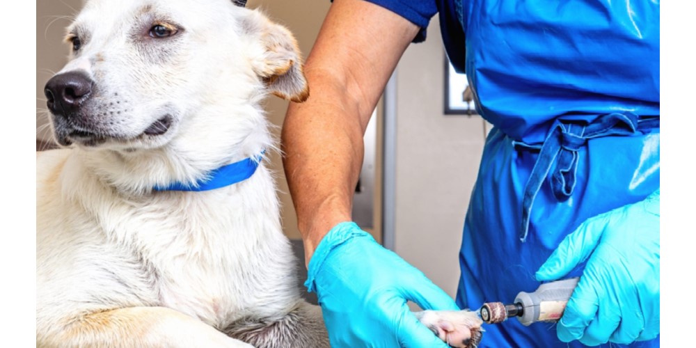 Tips And Tricks For Stress-Free Dog Nails Trimming