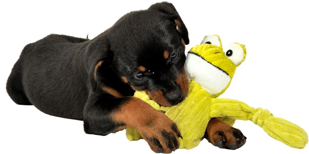 Easy Ways of Making Your Dog’s Health Better