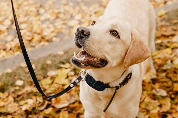 1. Training Collars For Your Dog (2)